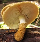 Leucopholiota decorosa image