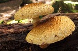 Leucopholiota decorosa image