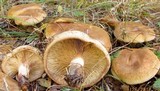 Paxillus involutus image