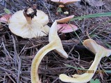 Tricholomopsis rutilans image
