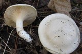 Clitopilus prunulus image