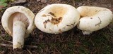 Lactarius deceptivus image