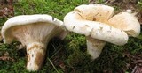 Lactarius deceptivus image