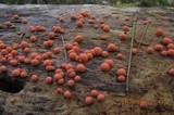 Lycogala epidendrum image