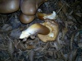 Tricholomopsis rutilans image