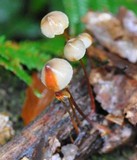 Mycena crocata image