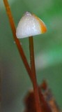 Mycena crocata image