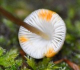 Mycena crocata image