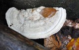 Trametes gibbosa image