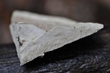 Trametes gibbosa image