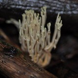 Ramaria stricta image