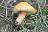 Suillus grevillei image