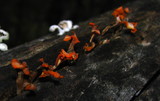 Dacryopinax spathularia image