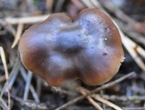 Rhodocollybia butyracea image