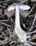 Rhodocollybia butyracea image