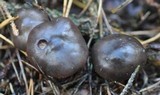 Rhodocollybia butyracea image