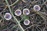 Rhodocollybia butyracea image