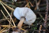 Rhodocollybia butyracea image