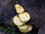 Pholiota limonella image