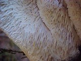 Bondarzewia occidentalis image