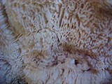 Bondarzewia occidentalis image