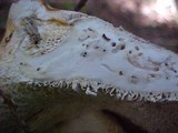 Bondarzewia occidentalis image