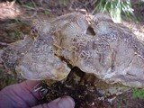 Bondarzewia occidentalis image