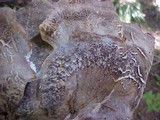 Bondarzewia occidentalis image