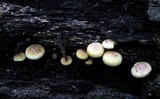 Gymnopilus peliolepis image