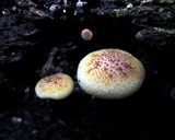 Gymnopilus peliolepis image