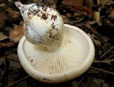 Clitocybe robusta image