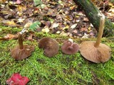 Entoloma violaceum image