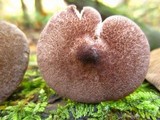 Entoloma violaceum image
