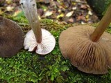 Entoloma violaceum image