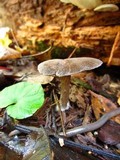 Entoloma violaceum image
