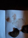 Entoloma violaceum image