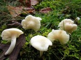 Cuphophyllus virgineus image