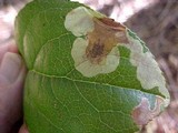 Elsinoë ledi image