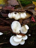 Pleurocybella porrigens image
