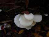 Pleurocybella porrigens image