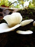 Pleurocybella porrigens image