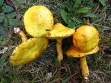 Suillus americanus image