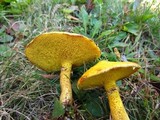 Suillus americanus image