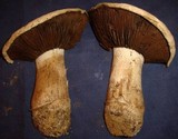 Agaricus pequinii image
