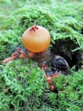 Calostoma cinnabarinum image