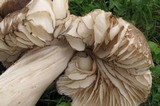 Megacollybia subfurfuracea image