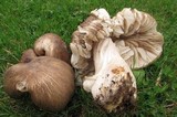 Megacollybia subfurfuracea image