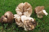 Megacollybia subfurfuracea image