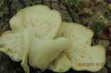 Hypsizygus marmoreus image