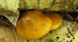 Cortinarius trivialis image